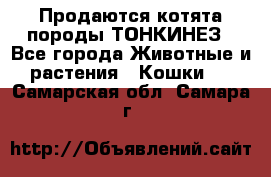 Продаются котята породы ТОНКИНЕЗ - Все города Животные и растения » Кошки   . Самарская обл.,Самара г.